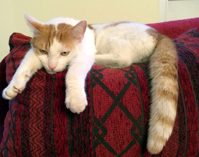 Kater Mogli