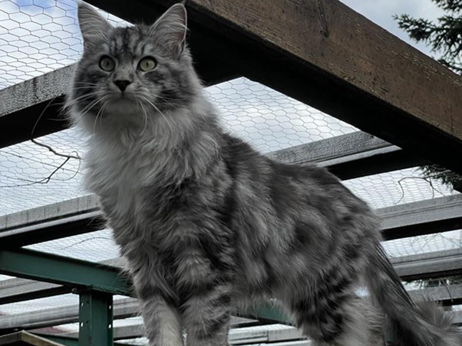 Eine aufmerksame Beobachterin durchsuchte die TASSO-Suchmeldungen und erkannte Kater Tommy.