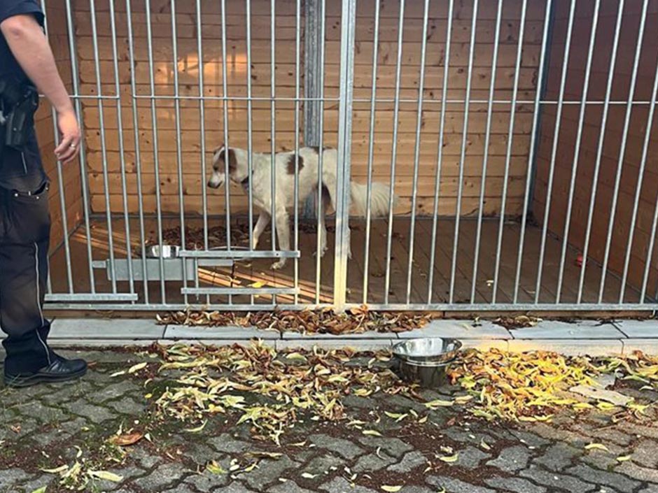 Hund Sam wurde zum Glück schnell gefunden und bei TASSO als Fundtier gemeldet.