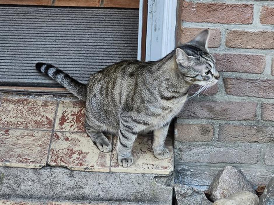 Katze Katinka ist sehr scheu, zum Glück konnte sie nach über 20 Tagen gefunden werden.