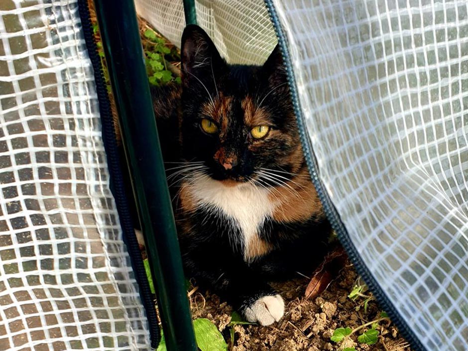 Katze Toffee wurde auf dem Speicher beim Nachbarn entdeckt.