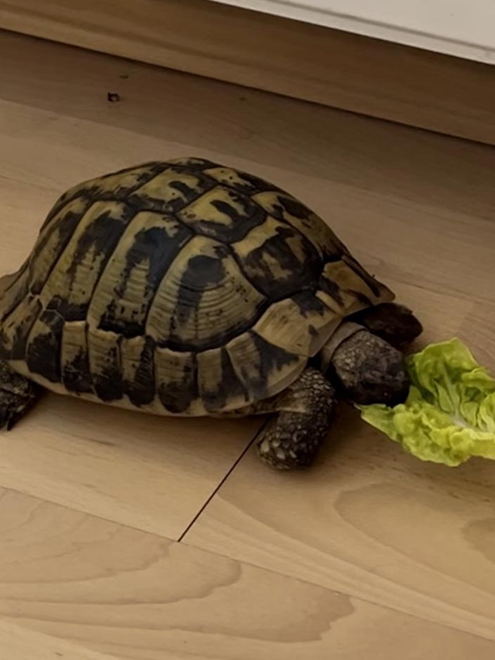 Aufgrund der TASSO-Suchplakate konnte Schildkröte Paul am selben Tag wieder nach Hause.