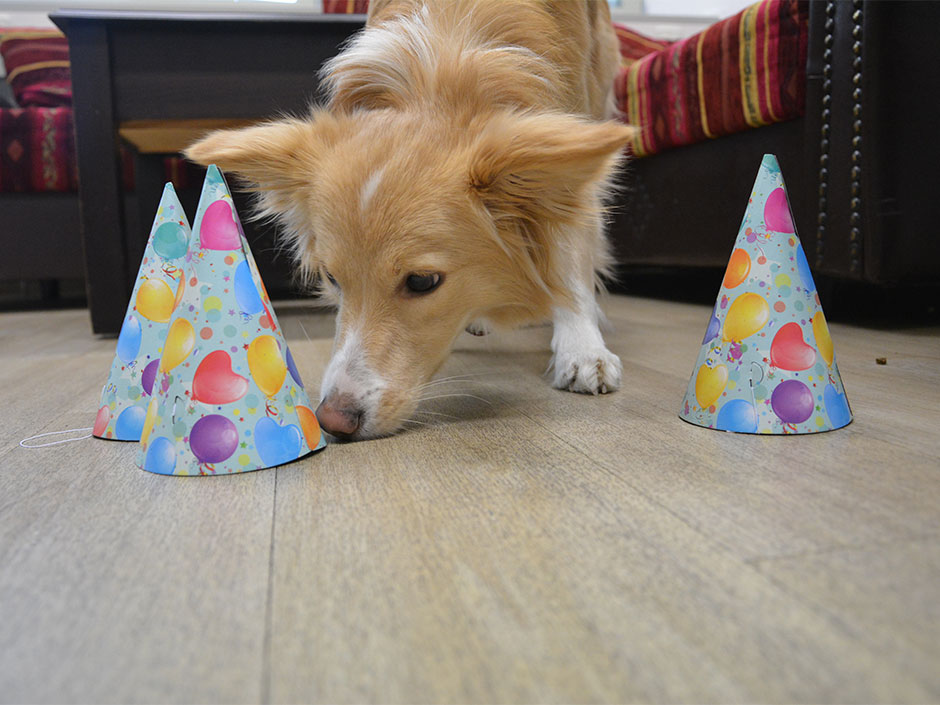 Hund ist mit einem Hütchenspiel beschäftigt