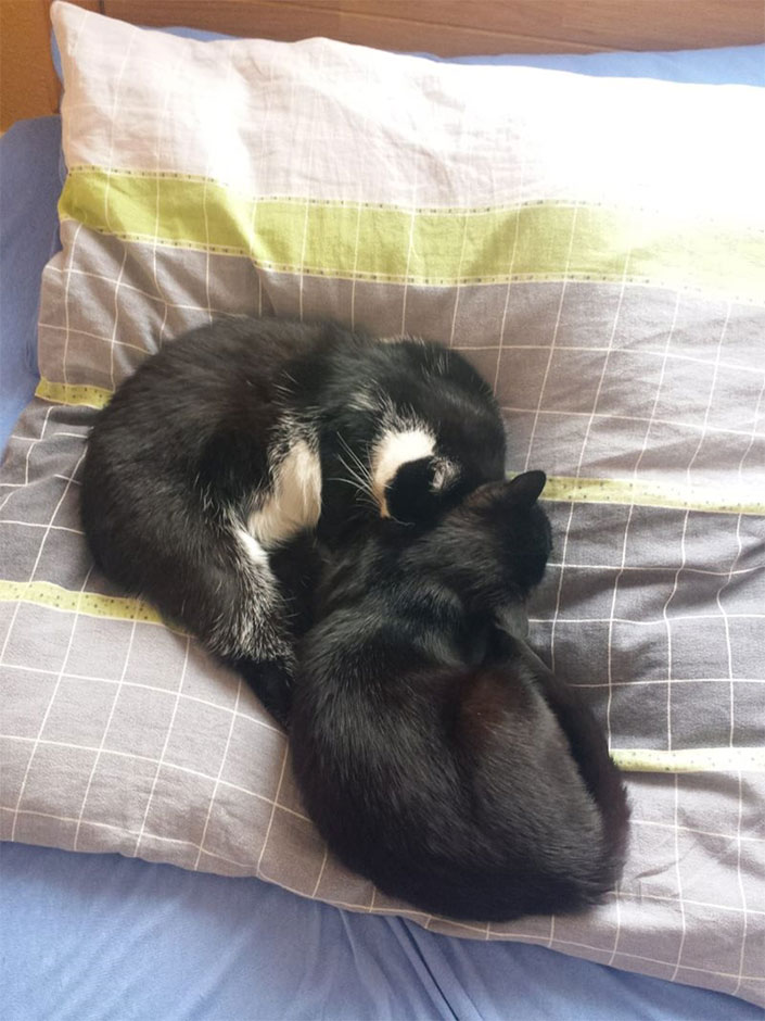 Zwei Katze auf einem Bett.