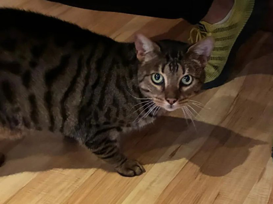 Kater Akira ist wieder Zuhause