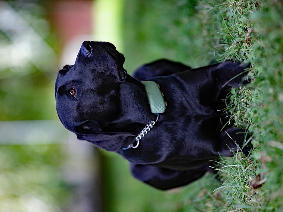 Blindenführhund Frodo liegt auf der Wiese.