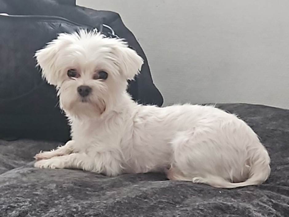 Hündin Emmy liegt auf einer Couch.