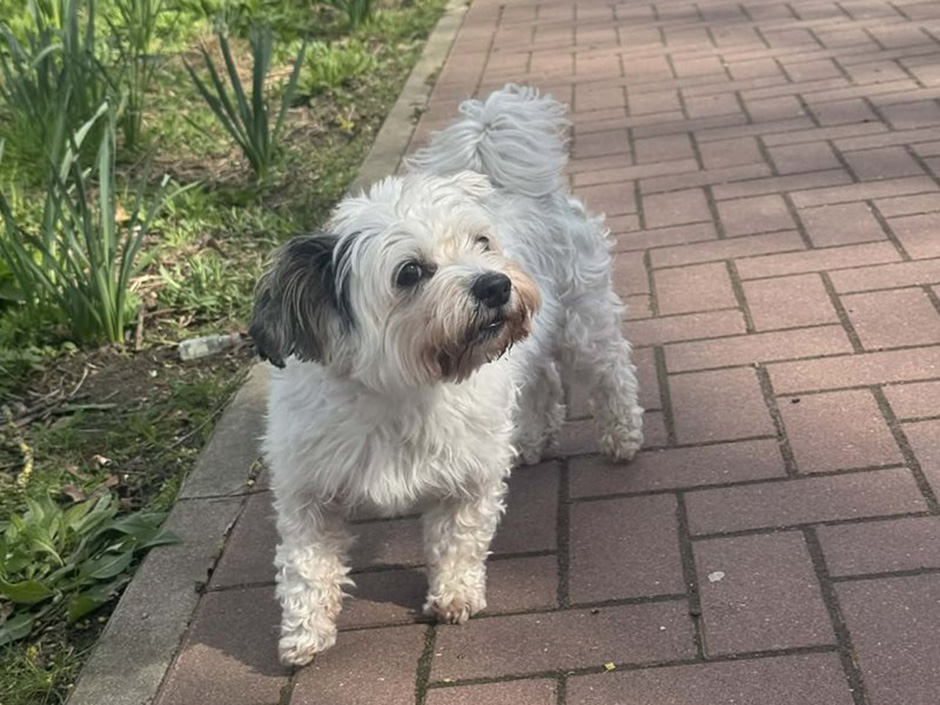 Hund Balou im Vorgarten.