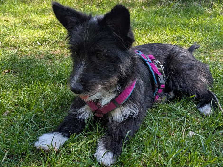 Hündin Emily liegt im Gras.