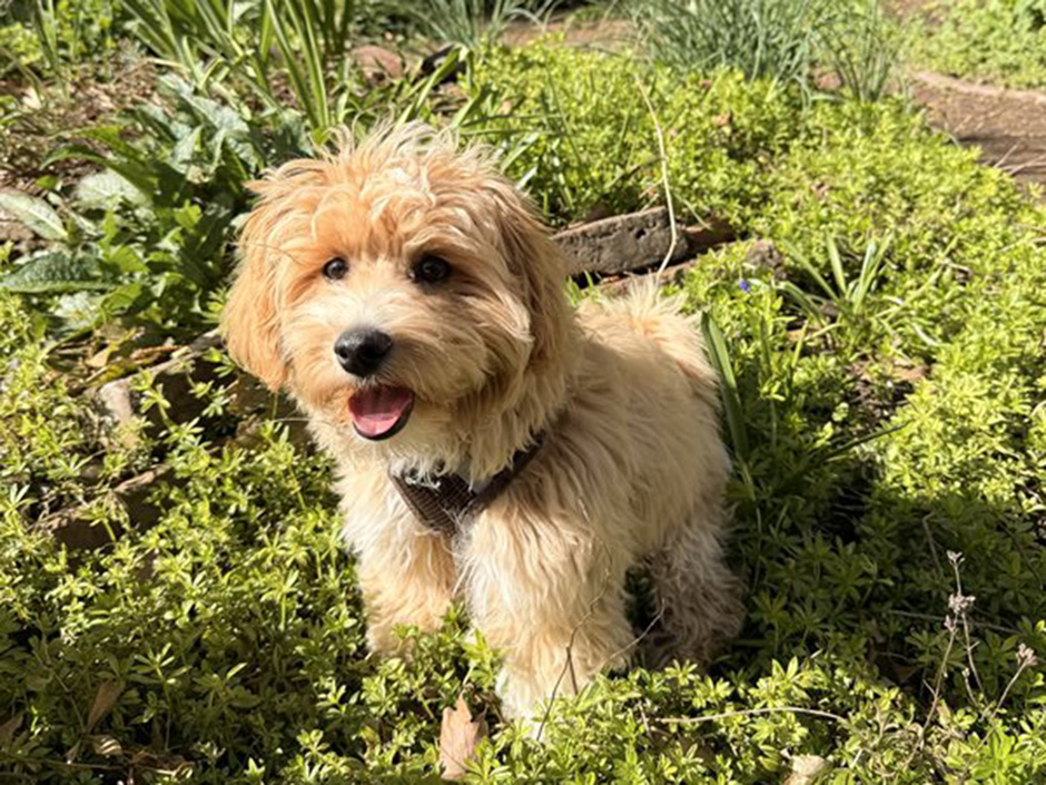 Hund Ernie zuhause