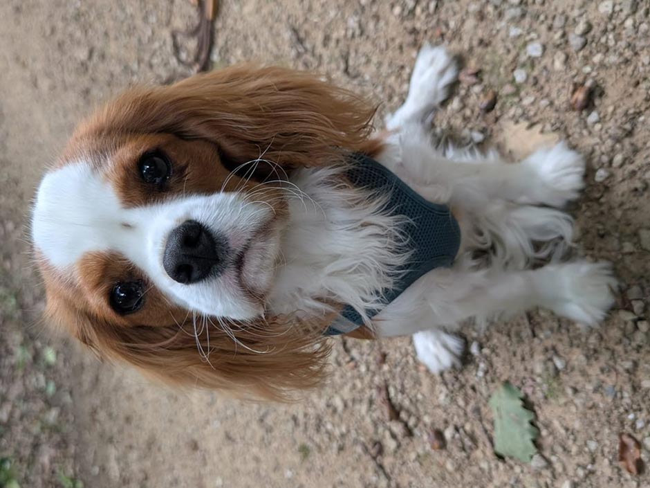 Hund Maxi auf einem Waldweg.
