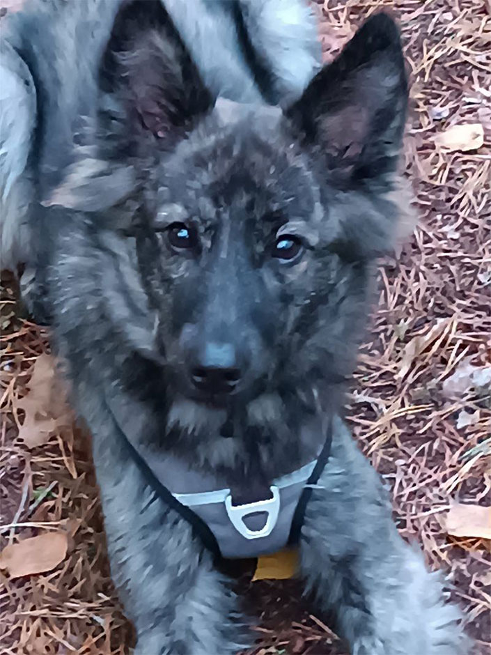 Hund Merlin ist wieder zu Hause.