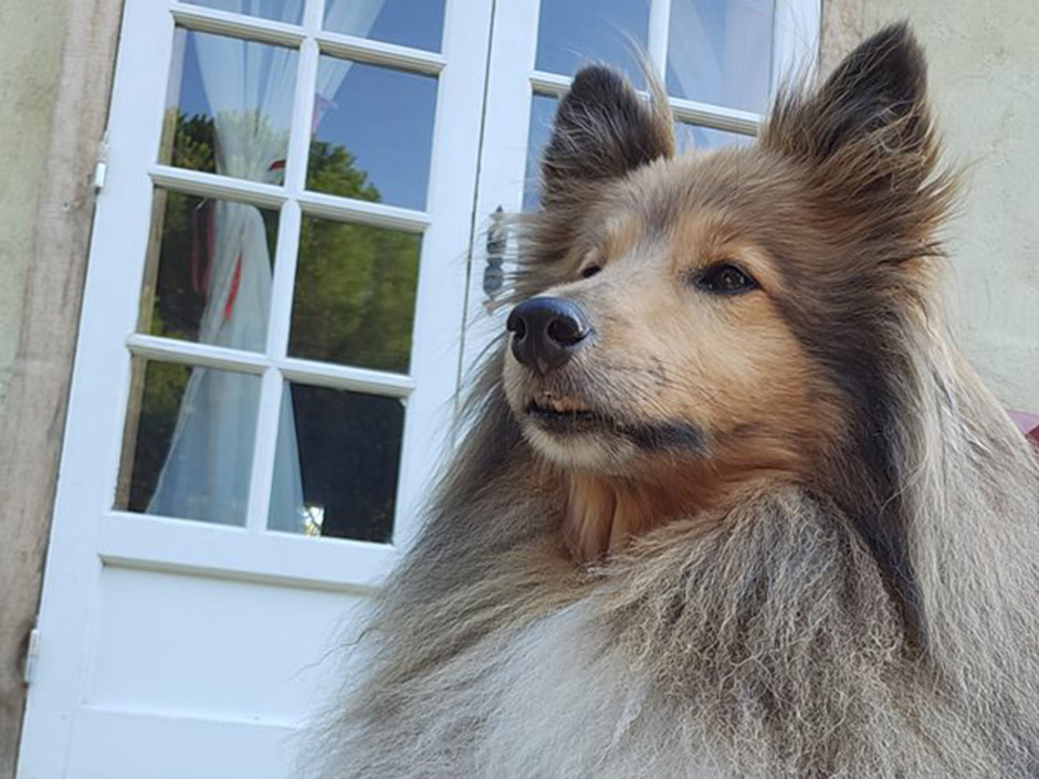 Hund Jupiter zuhause