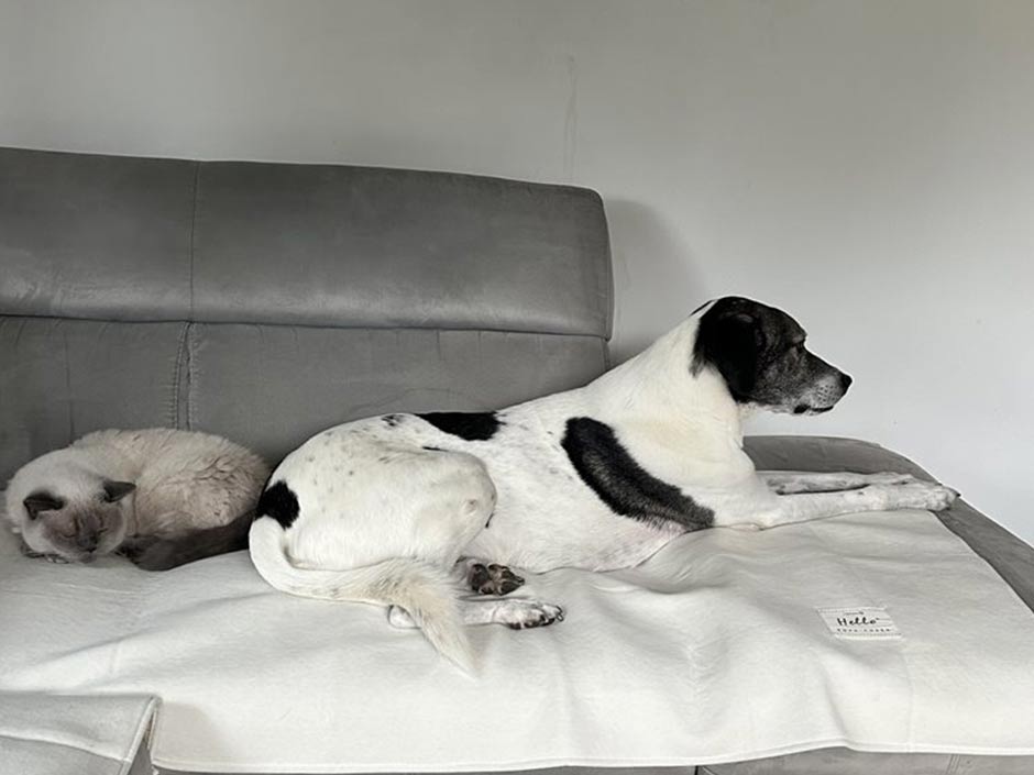 Hund Piet liegt mit einer Katze auf dem Sofa.