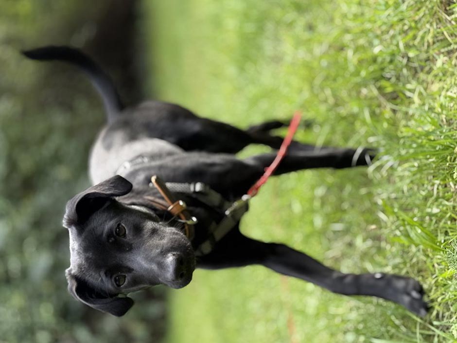 Hündin Sansa läuft auf der Wiese.