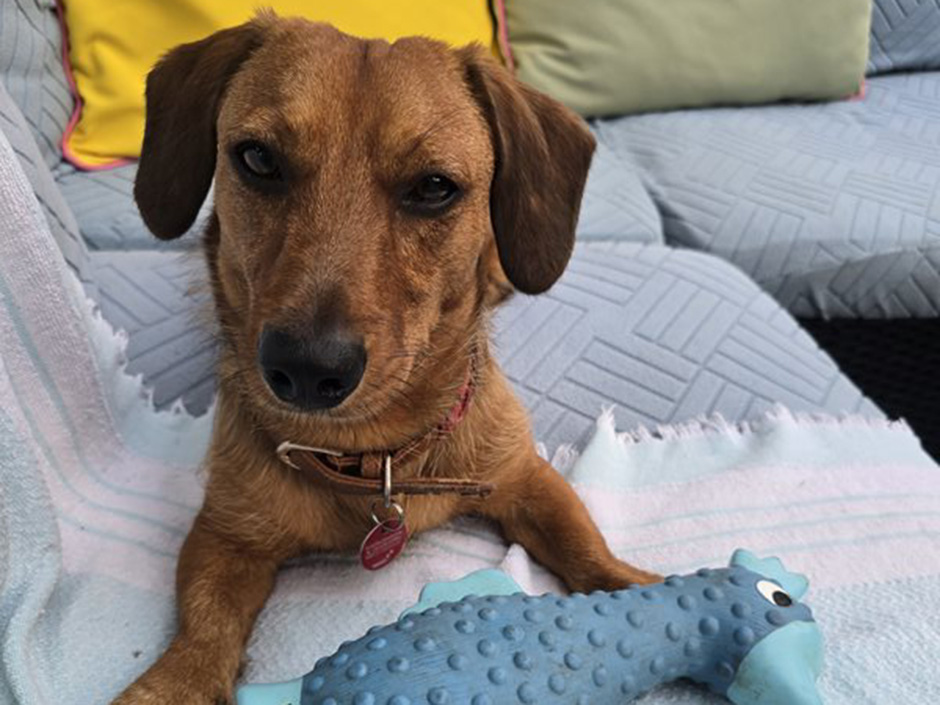 Hund Tobi liegt auf einem Outdoor-Sofa.