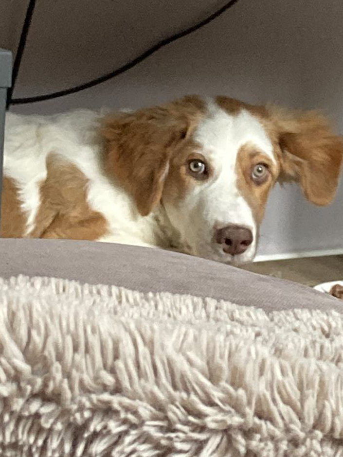 Hund Yoshi liegt auf einem Hundebett.