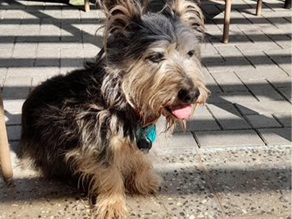 Kleiner Hund sitzt und hechelt.