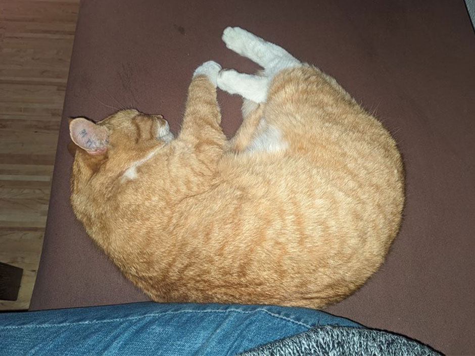 Kater Amadeus liegt auf dem Sofa.