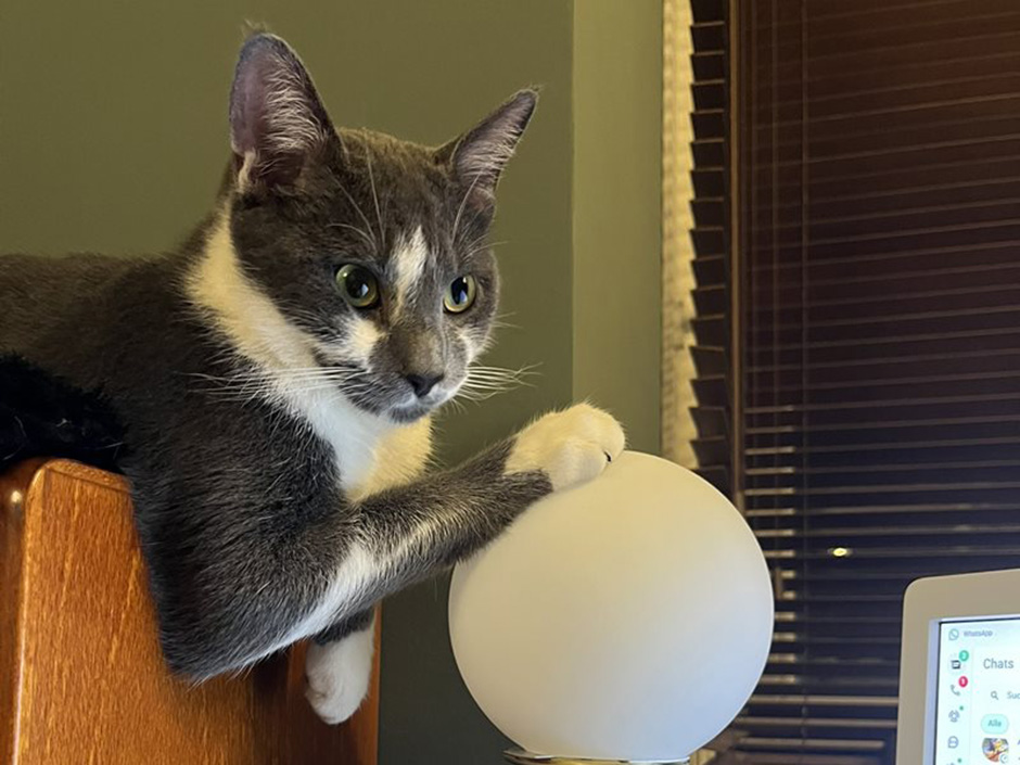 Kater Arcturus zuhause