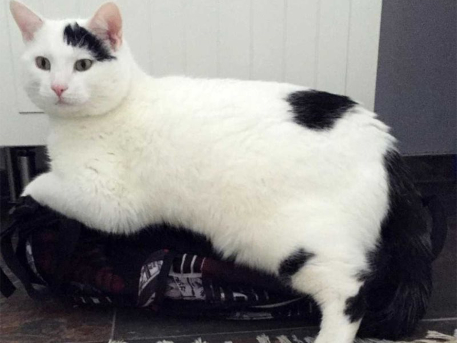 Kater Bärli liegt auf einer Tasche.