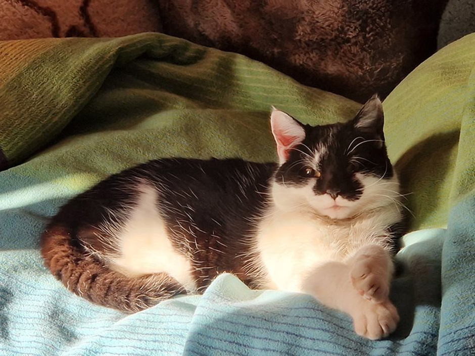 Kater Bazi zuhause