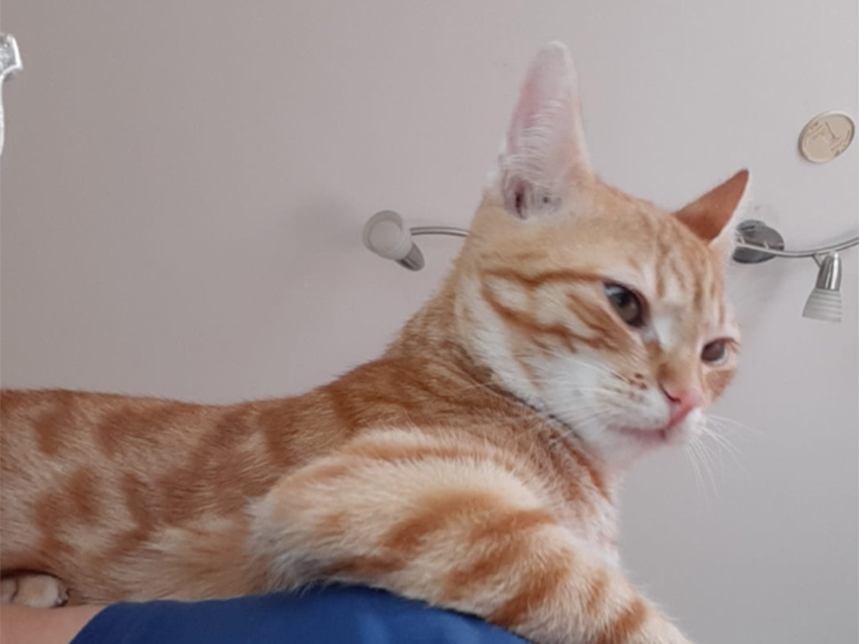 Kater Benny zuhause