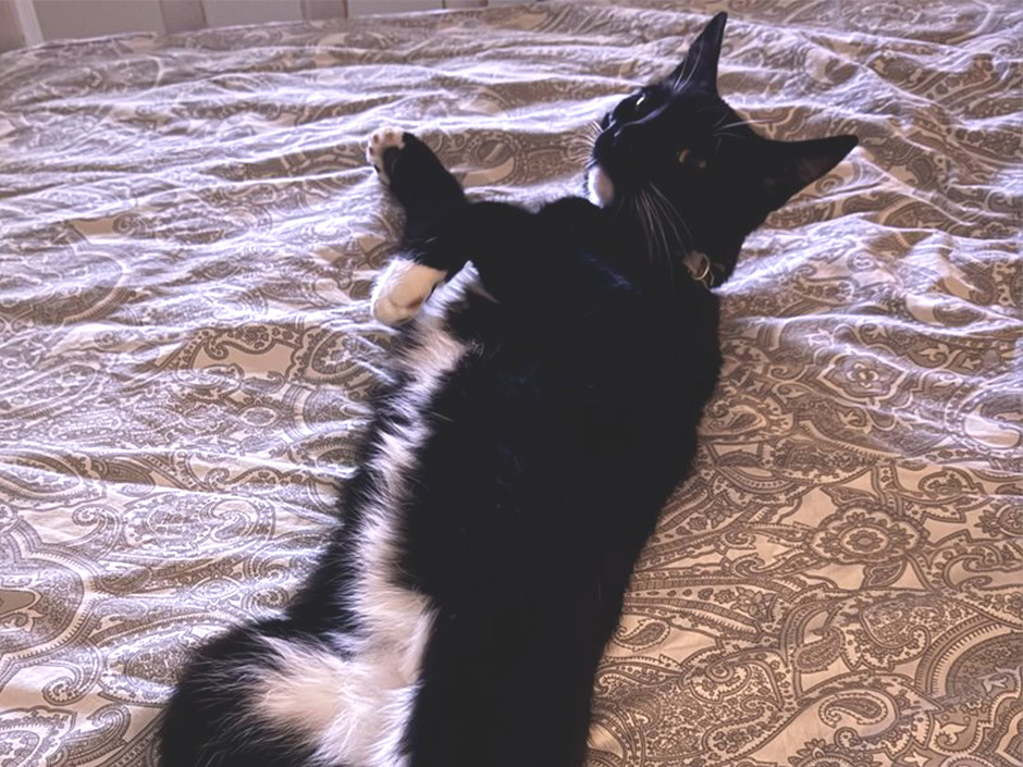 Kater Berti liegt entspannt.