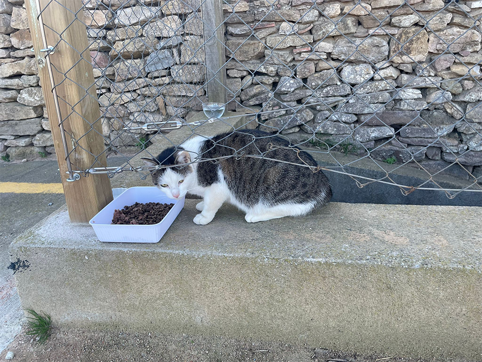 Kater Binni an einer Futterstelle in Spanien.