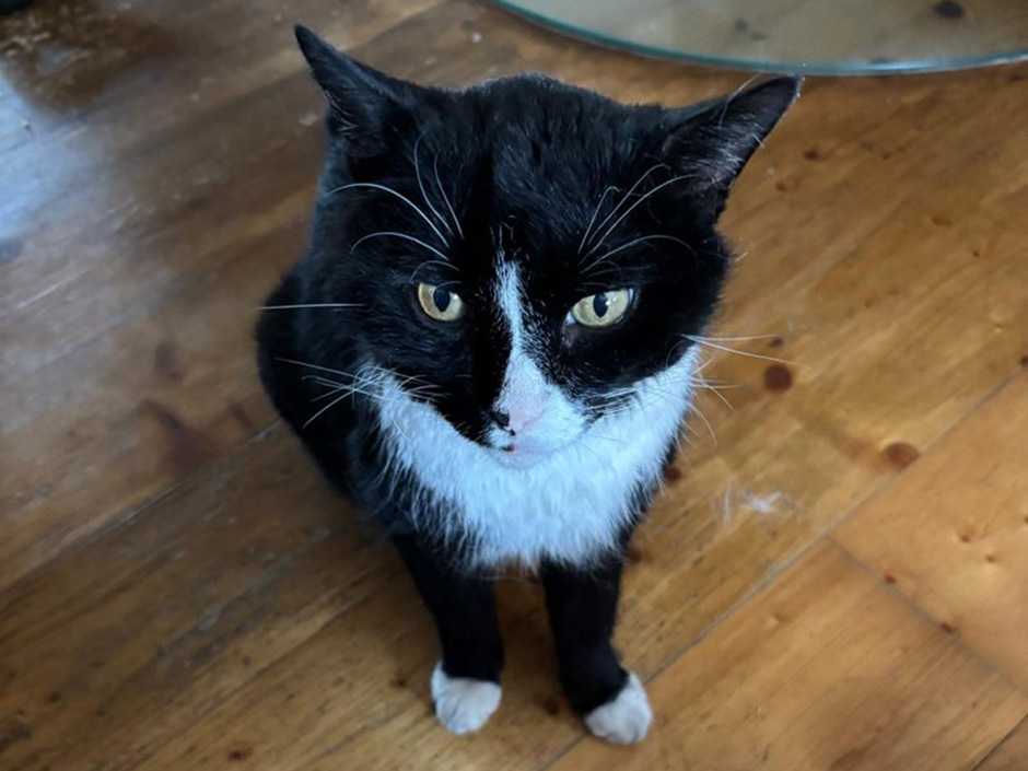 Kater Boots zuhause.