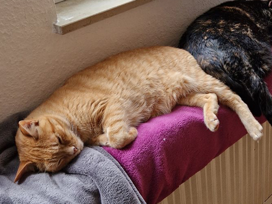Kater Buddy zuhause
