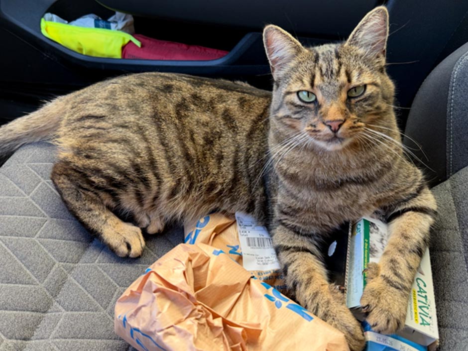 Kater Burton im Auto.
