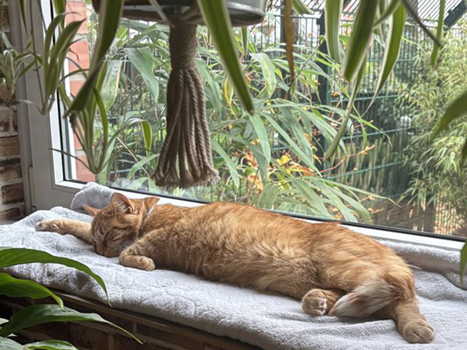 Kater Carlito am Schlafen