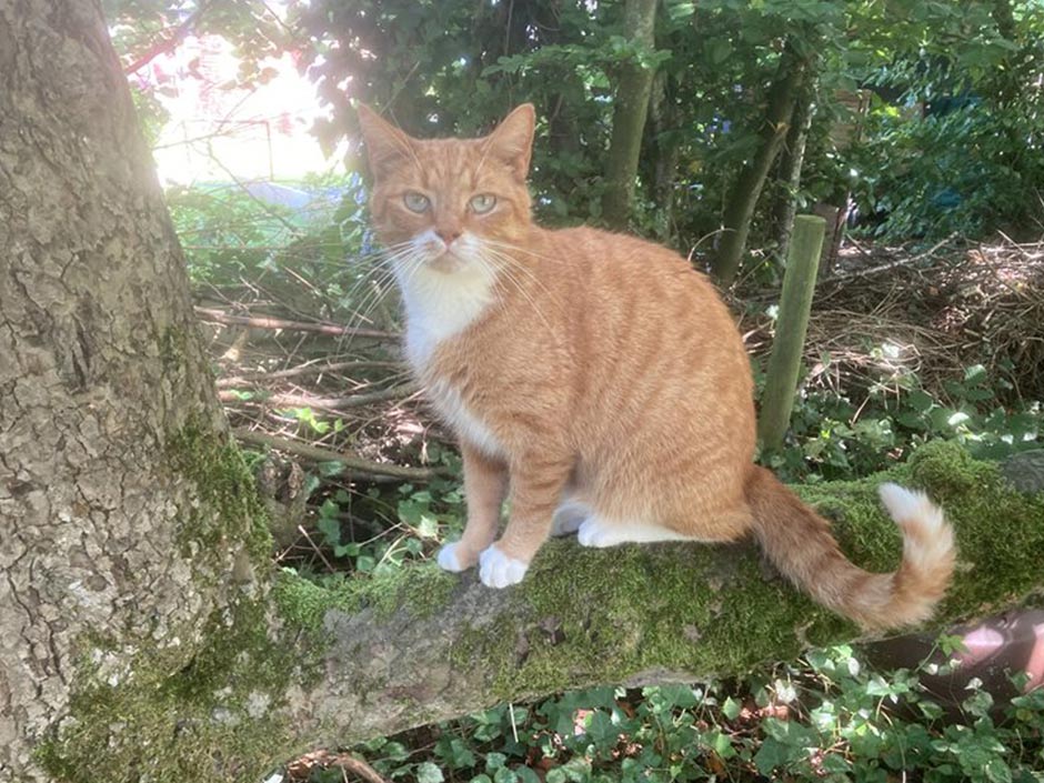 Kater Carlo sitzt auf einem Baum.