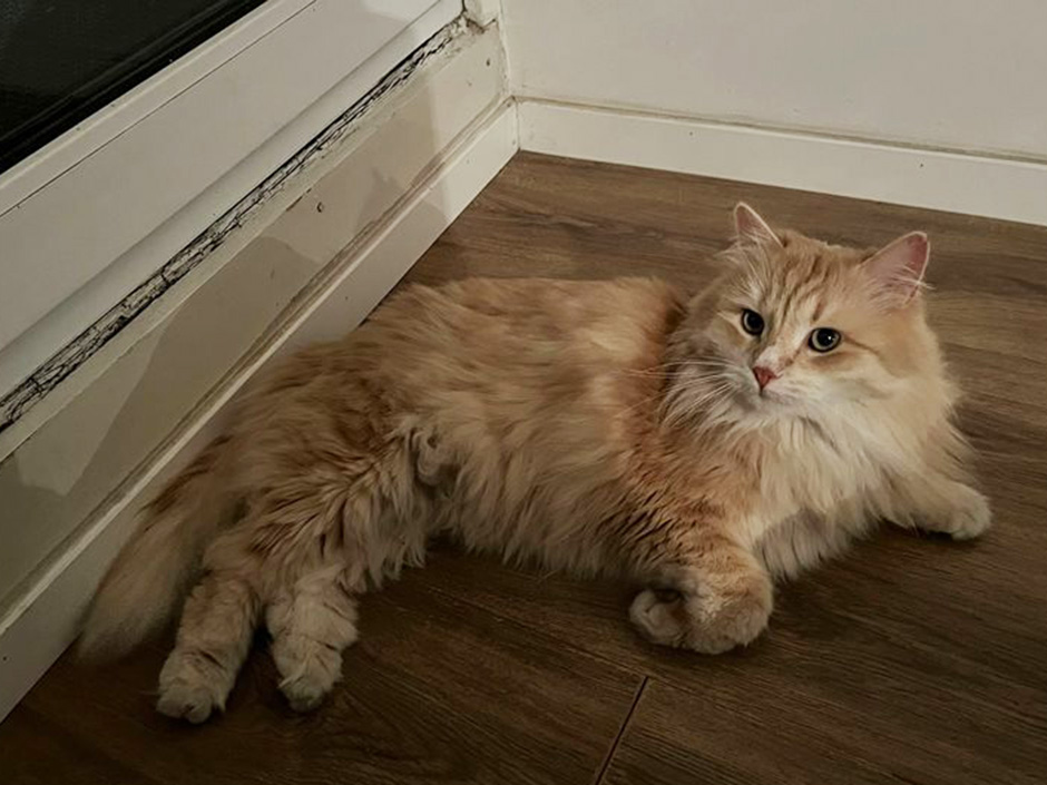 Kater Casimir zuhause