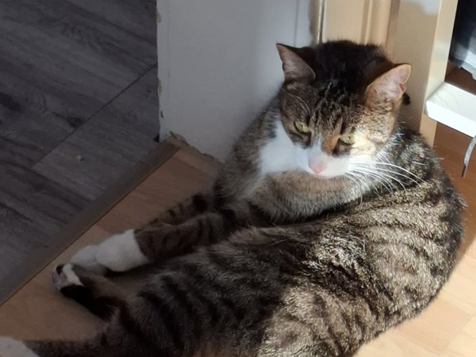 Kater Charlie Zuhause