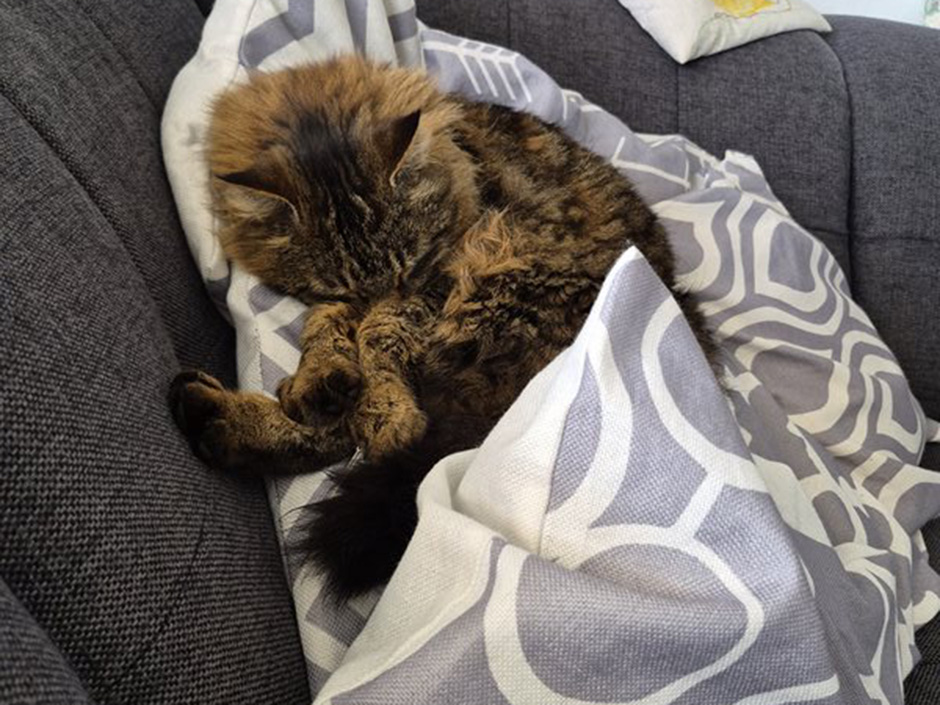 Kater Charly zuhause