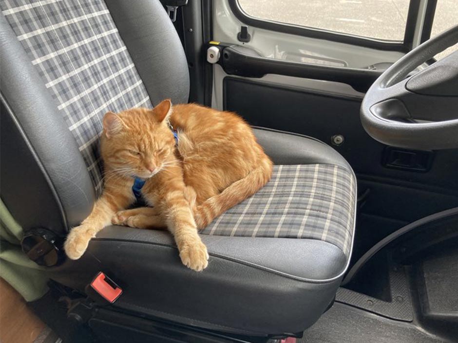 Roter Kater Charly liegt auf dem Fahrersitzt im Auto.