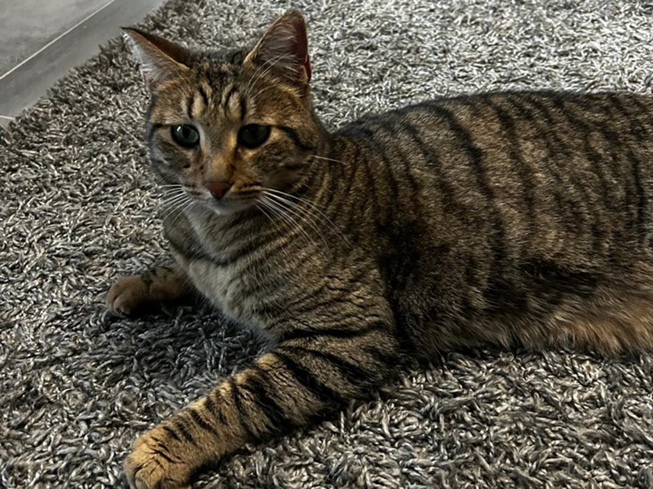 Kater Chester zuhause