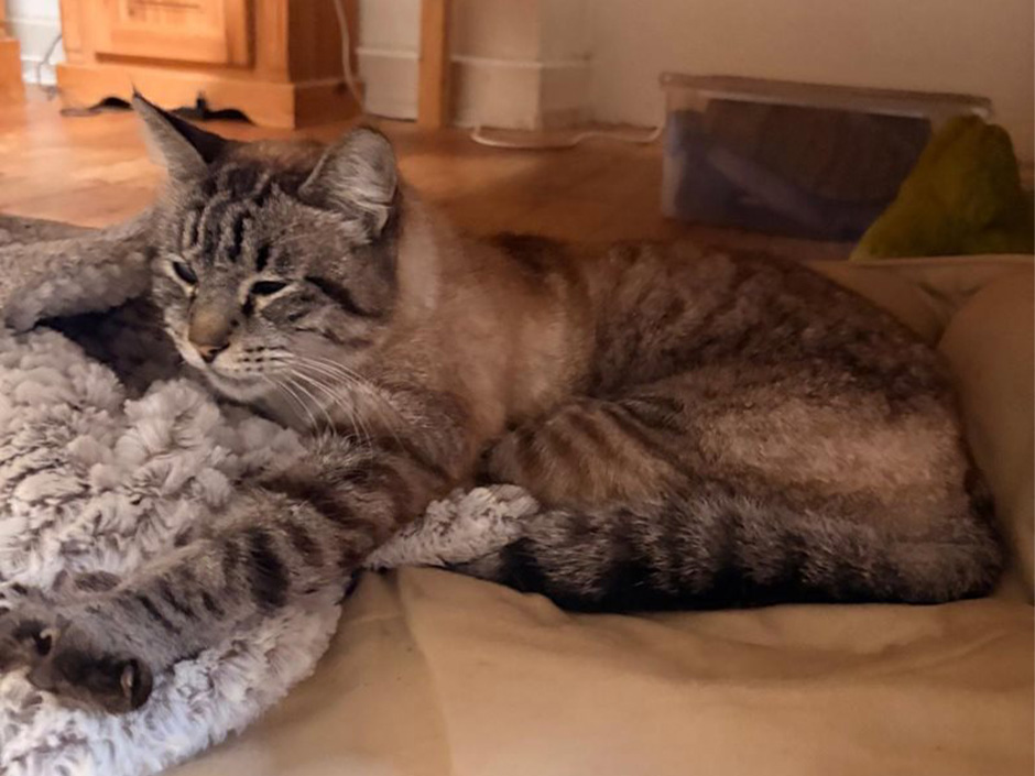 Kater Chester ist wieder zu Hause.