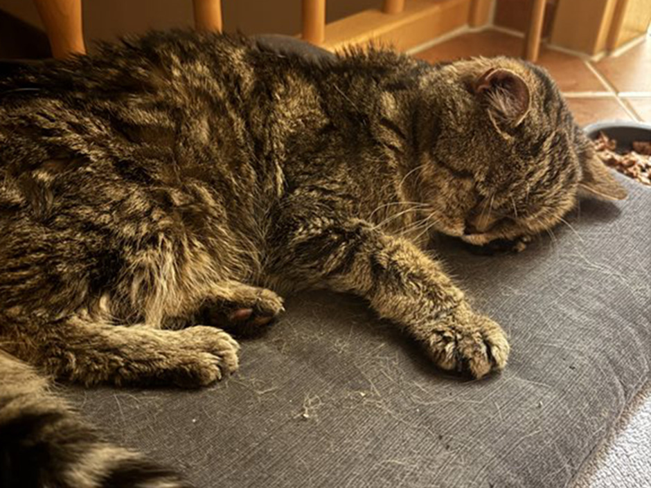Kater Chewy zuhause