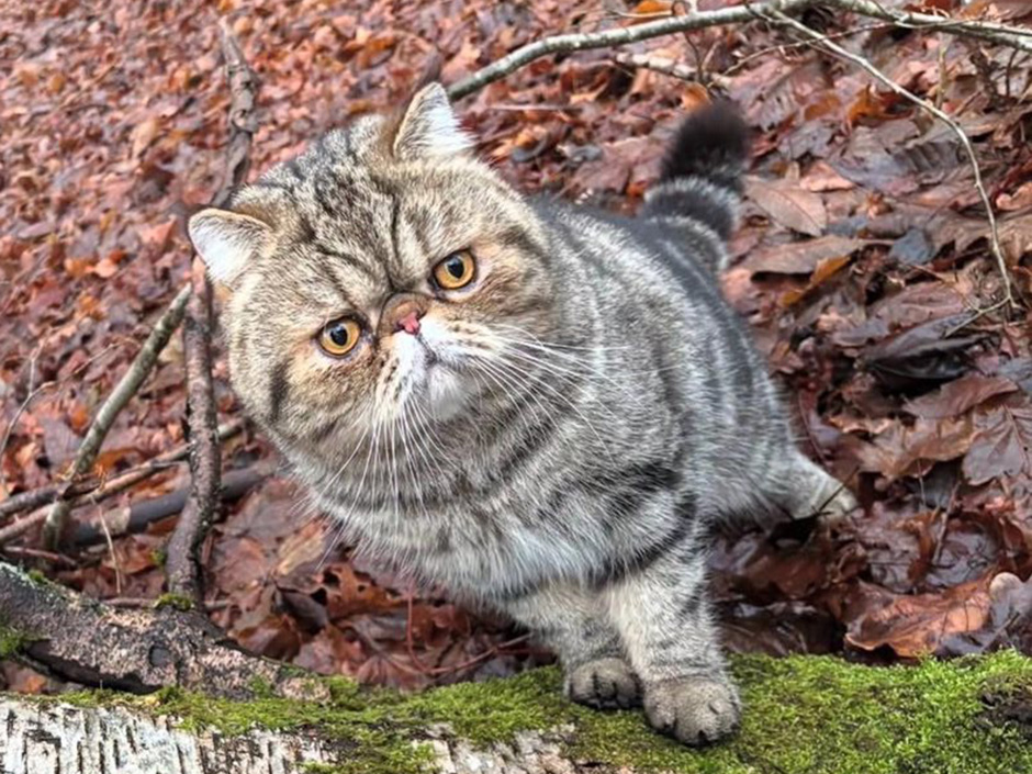 Kater Churro zuhause