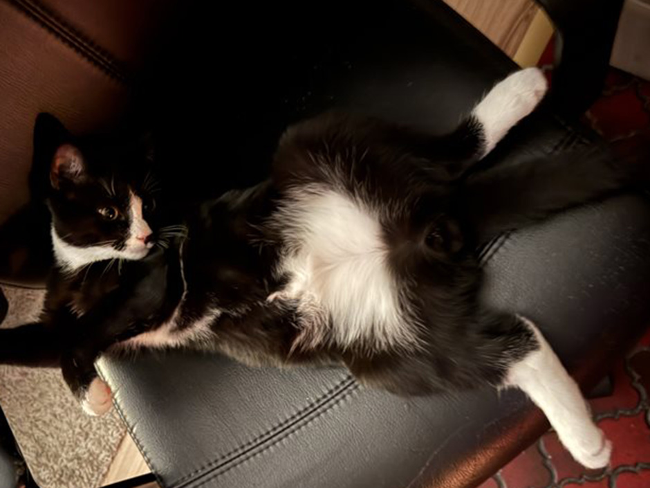 Kater Coco zuhause