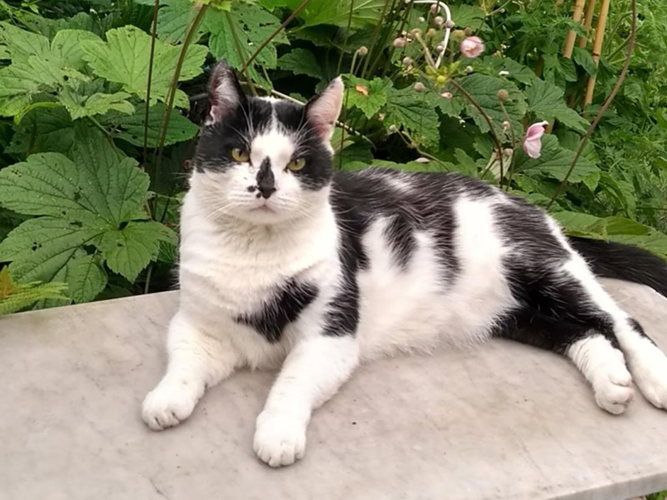 Kater Dicker im Garten