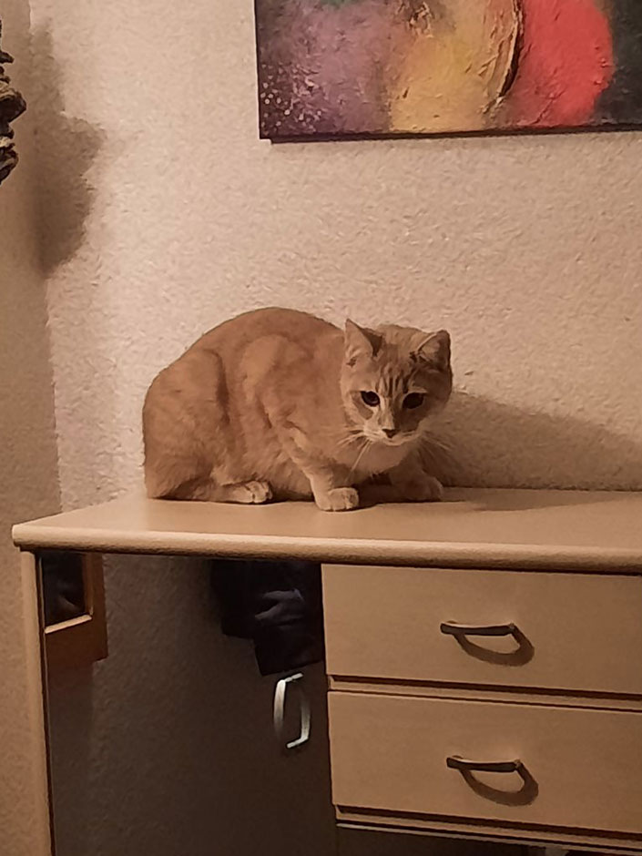 Kater Dusty sitzt auf einem Schrank.