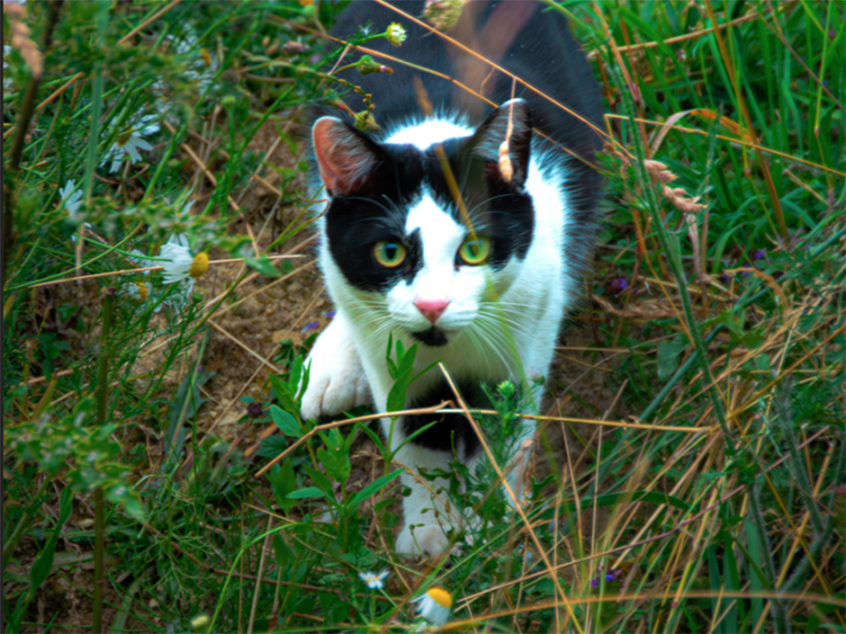 Kater Emil im Garten.