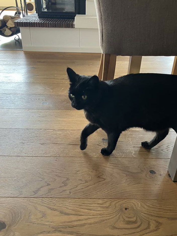 Kater Findus im Wohnzimmer.