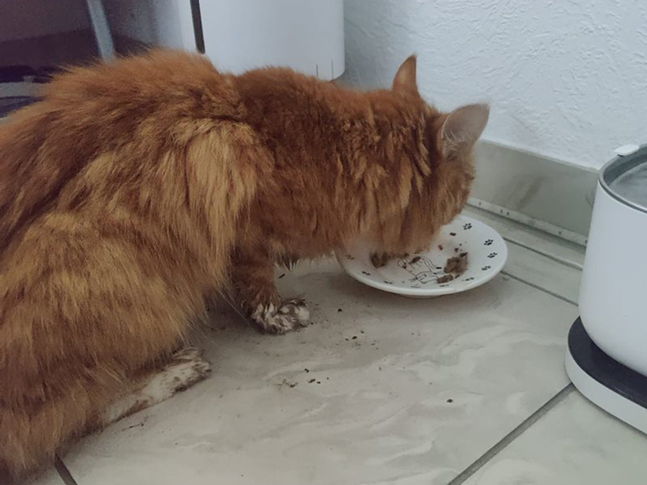 Kater Findus am fressen.