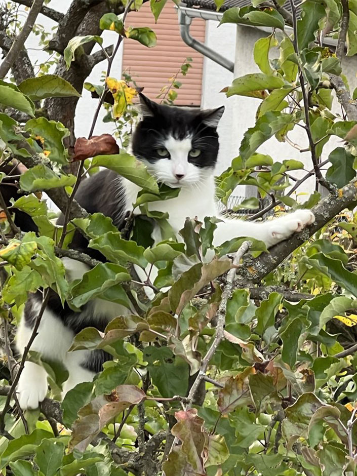 Kater Flaps im Baum