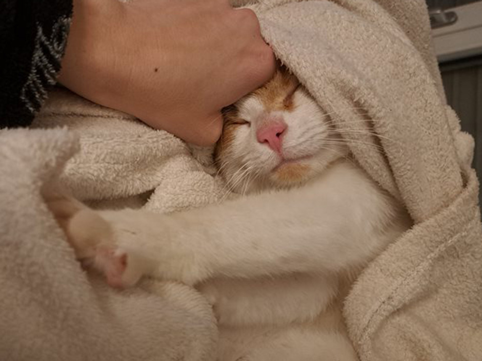 Kater Flubber eingekuschelt